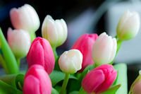 pic for Lovely Tulips 